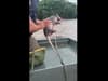 Struggling armadillo rescued from floodwaters by game warden in touching video footage