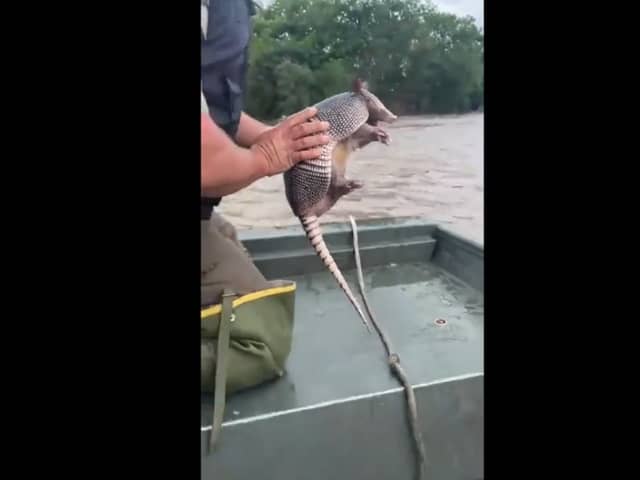 Armadillo rescued from floodwaters by officials.