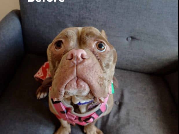 Pocket bully Moana who was found in Preston emaciated and with cropped ears is doing ‘fabulous’ at the RSPCA in Preston.