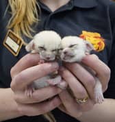 A pair of tiny fox kits, weighing 46 grams each, are being hand-reared by keepers at a safari park. 