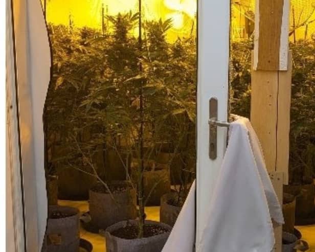 Around 350 cannabis plants were discovered by police inside a property in Skelmersdale (Credit: Lancashire Police)