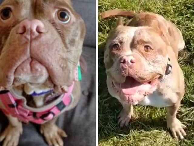 Moana the pocket bully is now doing well after being found emaciated and abandoned three months ago.