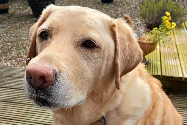 All dogs such as Ruby the Labrador are allowed at this year's Chorley Flower Show which will include a Pup Up Cafe.