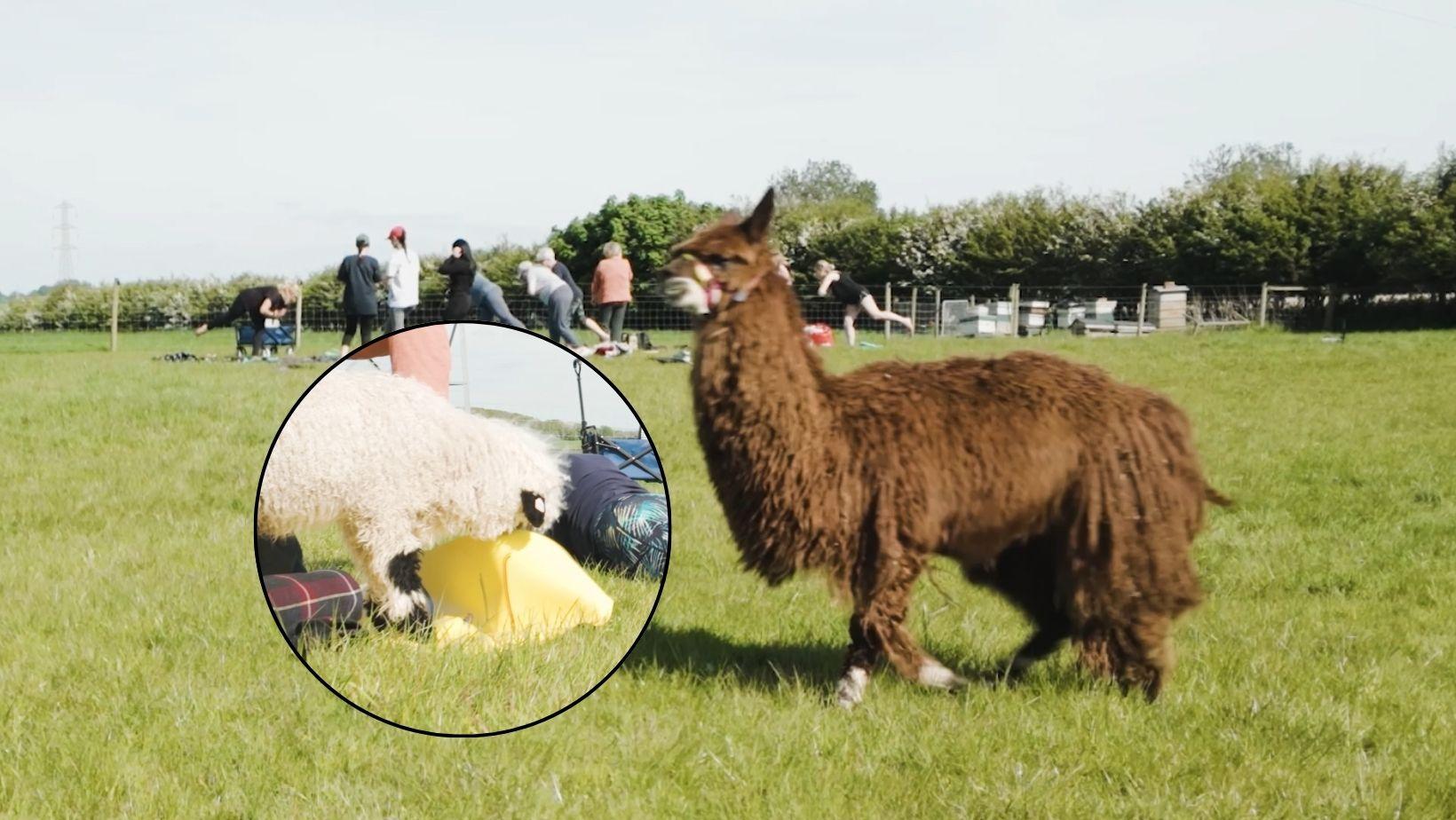 Sheep interrupts alpaca yoga exercise class on farm - Vimarsana News