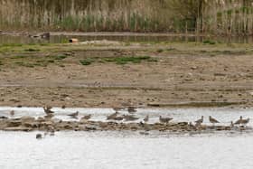 Whimbrel pictured at Grimsargh Wetlands. Credit: Mike Fisher