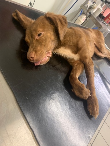 RSPCA appeal after emaciated dog found abandoned in park before death