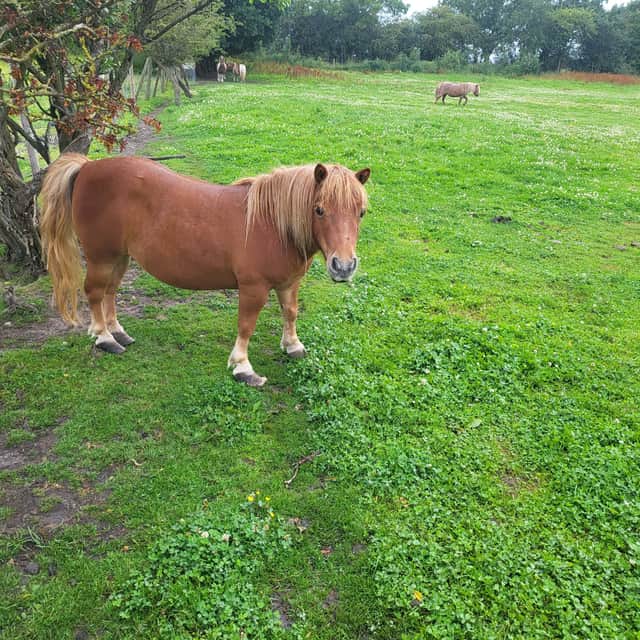 11 miniature Shetland ponies have now had their lives turned around by World Horse Welfare’s Penny Farm the charity’s Lancashire-based Rescue and Rehoming Centre. 