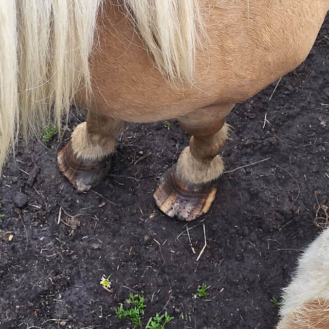 When they were found most of the ponies were overweight, many had overgrown hooves, and a number showed signs of extreme laminitis — a painful condition affecting their hooves. 