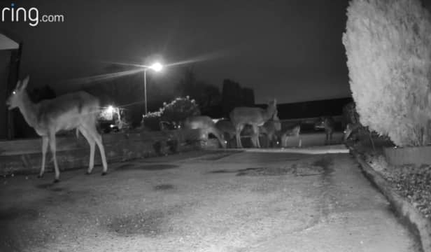 Herd of deer graze in resident’s front garden.