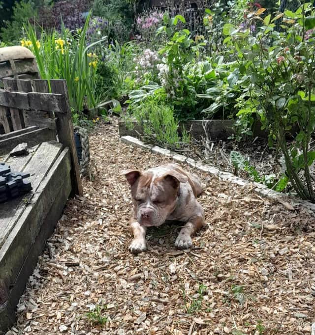 Sweetpea struggles to cope with the outside world and needs a home with a garden where she feels safe. 