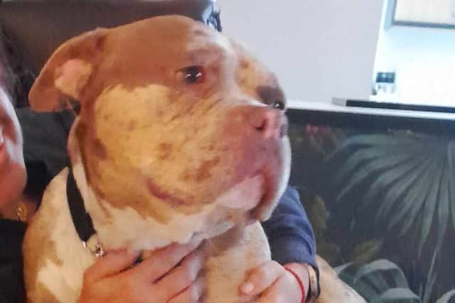 Sweetpea is in need of a loving home after being found abandoned and starved in a garage.  