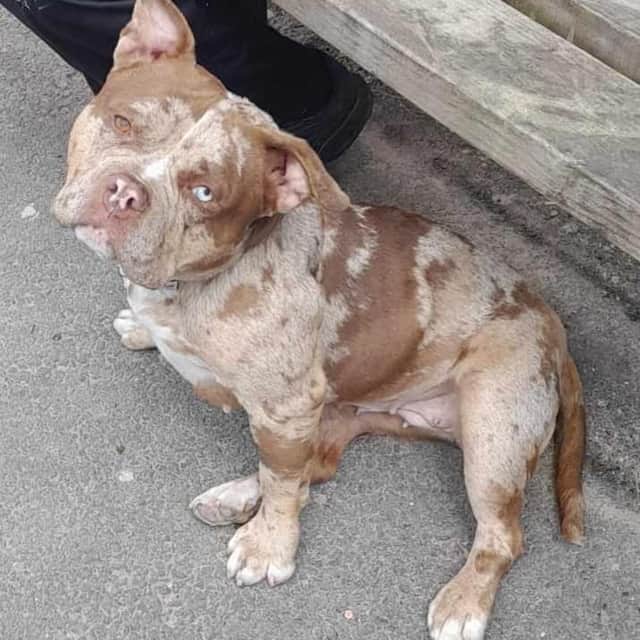She can possible live with a male dog but no cats or children under the age of 10.