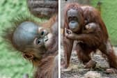 Summer, the Bornean orangutan, with her new baby boy at Blackpool Zoo.