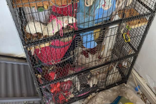 All the cages had beds and enrichment but there was no fresh food or water.