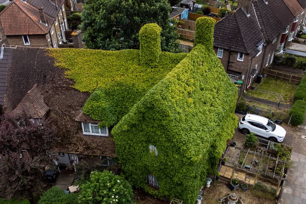 The extraordinary virginia creeper covered house in Bromley, South London which has become a local landmark with tourists stopping to take photos outside it. 
