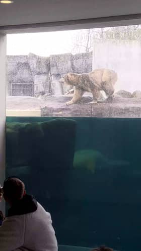 A polar bear working up the courage to jump into a pool.