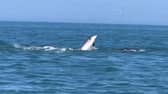 Dolphin pod filmed in the water near Bridlington. Credit: Steve Race Wildlife Photography 