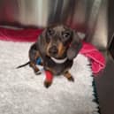 Four-month-old Dachshund Rizzo who suffered a broken leg when his big brother - a 14-year-old Doberman-black Labrador named Freeman slipped and fell on top of him.