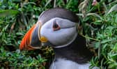 One of the Skomer Island puffins on the colony near Penbrokeshire. Credit: David Lister photography