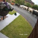 A herd of 45 cows escaped to explore the streets of Ripon. 