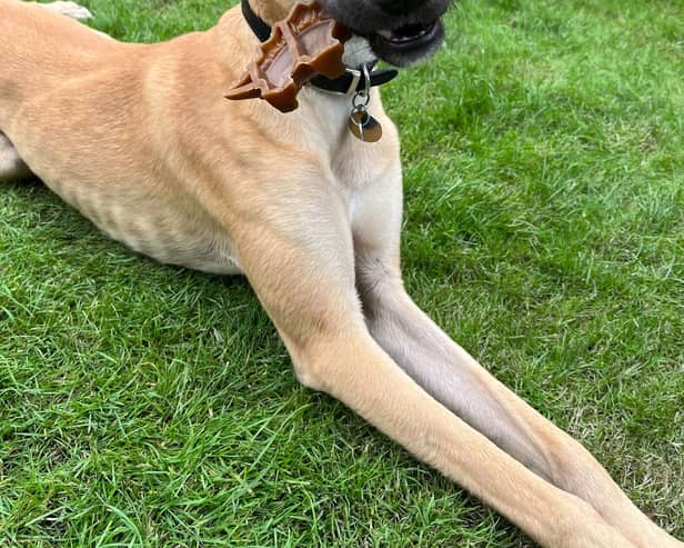 Gorgeous boy Scooby needs his forever home. 