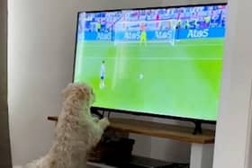 Janey Ryder's dog Mindy, watches Trent Alexander-Arnold during the panlty shoot out against Switzerland
