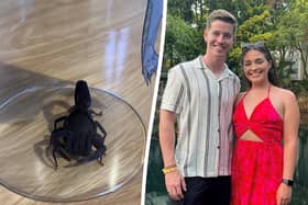the scorpion that John Gray and Jodie Daly bought back from Mexico.