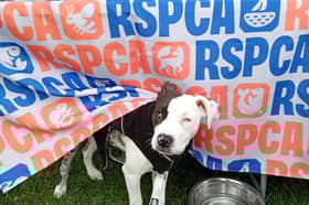 Eight-month-old Staffie cross puppy Talia who is blind was rescued by the RSPCA in May from an address in Lancashire due to welfare concerns.