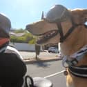 Brody, the real life Gromit, who accompanies tourists on sidecar tours with owner Tim Clarke. 