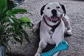 Smiling American Bulldog Cookie is in need of her forever home. 