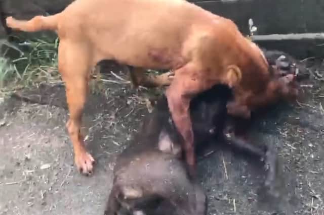 Dog fighting reports by the RPSCA reach a four year high with Lancashire named as a hotspot.
