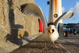 Some seagulls will steal food from humans, but not all (Picture: Matt Cardy/Getty Images)
