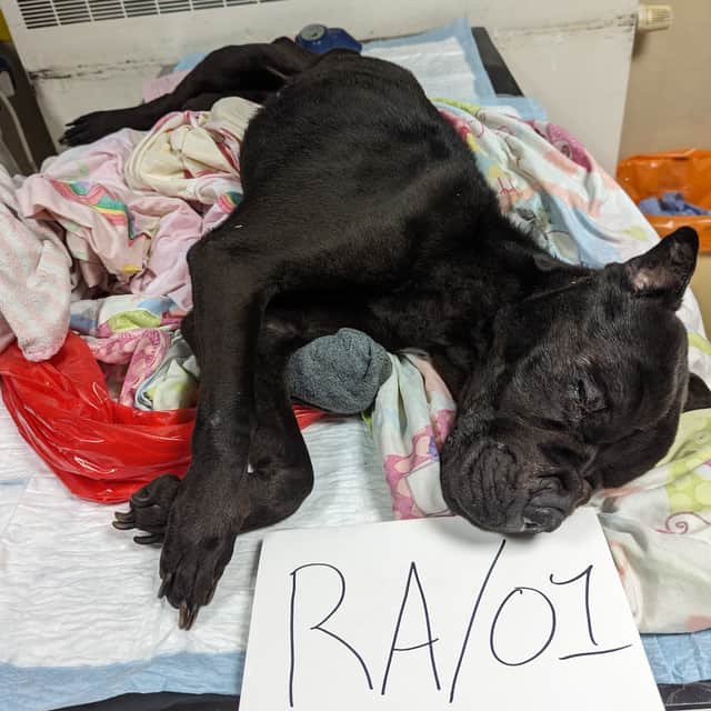 Bella was starved to death, and found to have chewed up toothbrushes in stomach, after RSPCA found her body