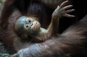 Blackpook Zoo's baby Rufus