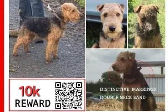 Have you seen Bear?