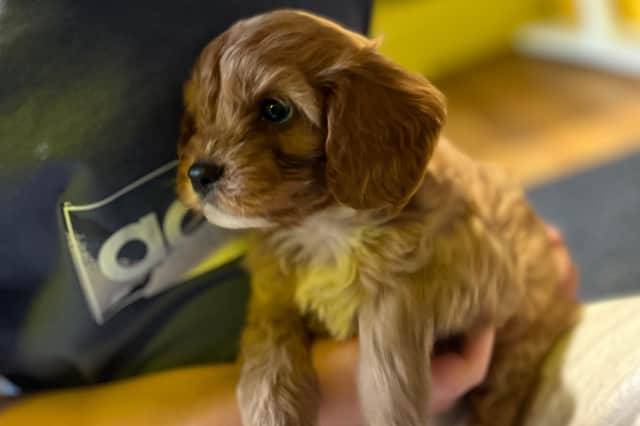 Ted the cavapoo puppy