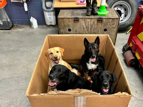 Meet some of the adorable Lancashire Fire and Rescue dogs who arrived by special delivery 