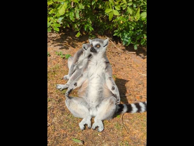 Adorable video shows lemurs ding yoga in the sun at Blackpool Zoo