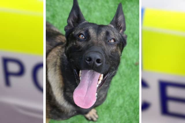 PD Viper (pictured) helped Lancashire Police trace a Preston burglar.