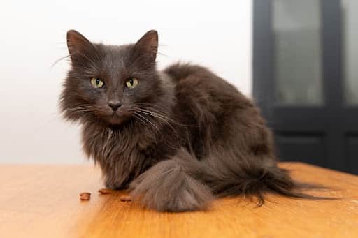 Mouse the cat, back at home after going missing for 15 days