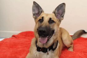 One responder said she’d only go back into the office if she could bring her dog
