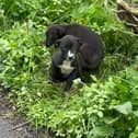 The three puppies found dumped and shivering in a bush are currently living their best life. 