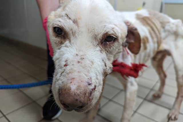 One of the distressed dogs