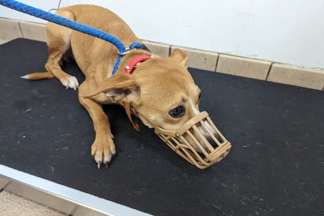One of the dogs that was rescued