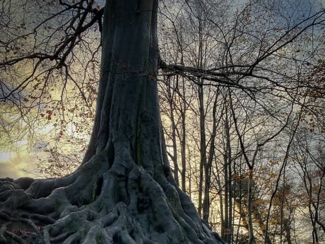 The beech tree in Worden Park, Leyland