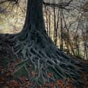 The beech tree in Worden Park, Leyland