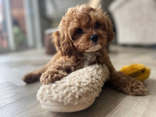 Slipper thief, Ted Musgrove