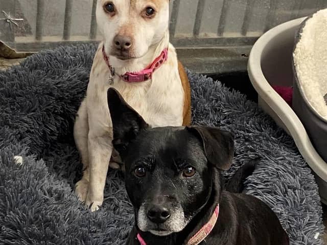 Can you help Lady and Scampi find a home together? 