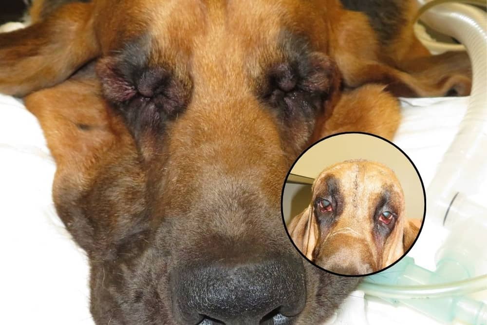Six-year-old Luca the Bloodhound struggled to see - until he had a facelift!