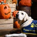 The event trains guide dogs to familiarise them with new environments, ensuring they can confidently guide their owners during the Halloween period